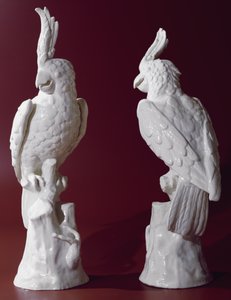 Pair of parrots